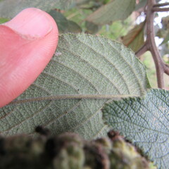 Varronia cylindrostachya