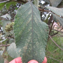 Varronia cylindrostachya