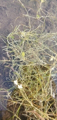 Potamogeton gramineus