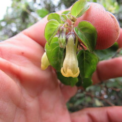 Salpichroa tristis