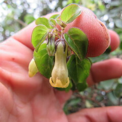Salpichroa tristis