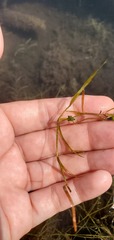Potamogeton gramineus