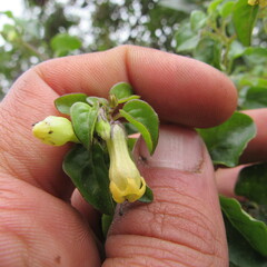Salpichroa tristis