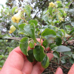 Salpichroa tristis