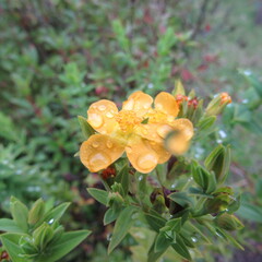 Hypericum ruscoides