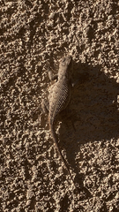 Sceloporus occidentalis