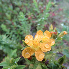 Hypericum ruscoides