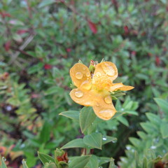 Hypericum ruscoides