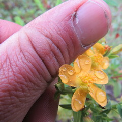 Hypericum ruscoides