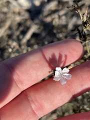 Stephanomeria diegensis
