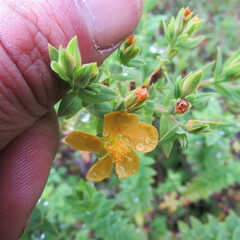 Hypericum ruscoides