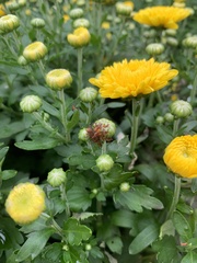 Leptoglossus phyllopus