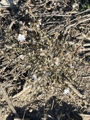 Stephanomeria diegensis