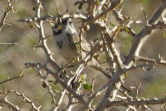 Artemisiospiza belli