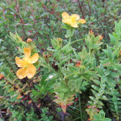 Hypericum ruscoides