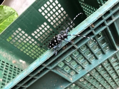 Anoplophora macularia