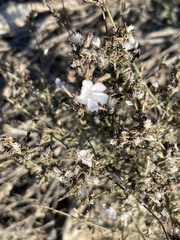 Stephanomeria diegensis