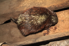Coendou rufescens