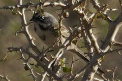 Artemisiospiza belli