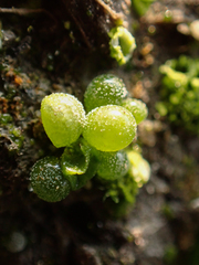 Botrydium