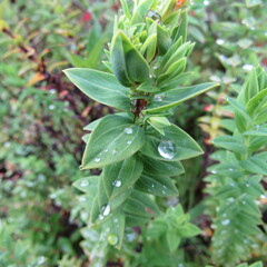 Hypericum ruscoides