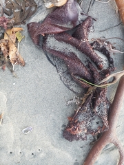 Chondracanthus exasperatus