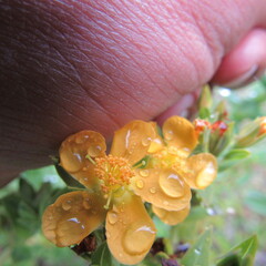 Hypericum ruscoides