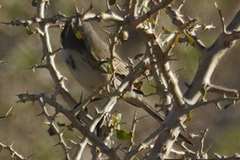 Artemisiospiza belli