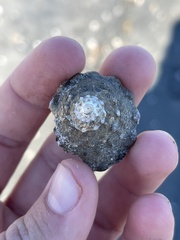 Megastraea undosa