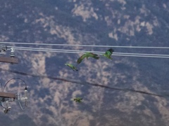 Amazona viridigenalis