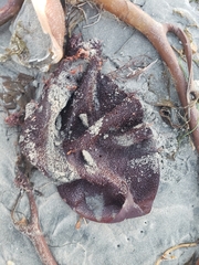 Chondracanthus exasperatus