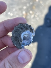 Megastraea undosa