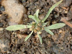 Gnaphalium uliginosum