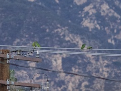 Amazona viridigenalis
