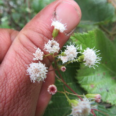Ageratina gracilis