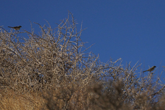 Artemisiospiza belli