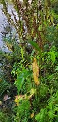 Rumex britannica