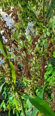 Rumex britannica
