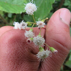 Ageratina gracilis