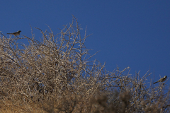 Artemisiospiza belli