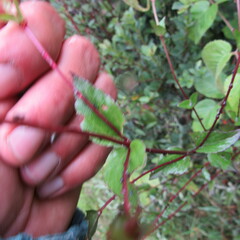 Ageratina gracilis