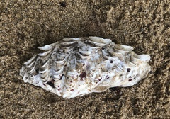Tridacninae