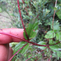 Ageratina gracilis