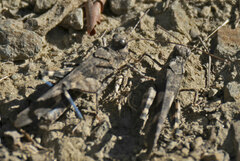 Trimerotropis fontana