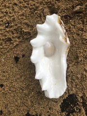 Tridacninae