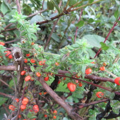 Galium hypocarpium