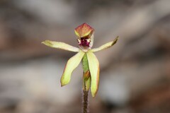 Caladenia transitoria