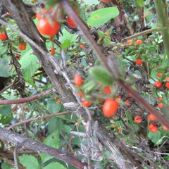 Galium hypocarpium