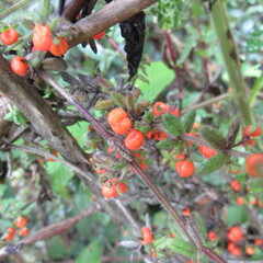 Galium hypocarpium