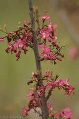 Ungnadia speciosa
